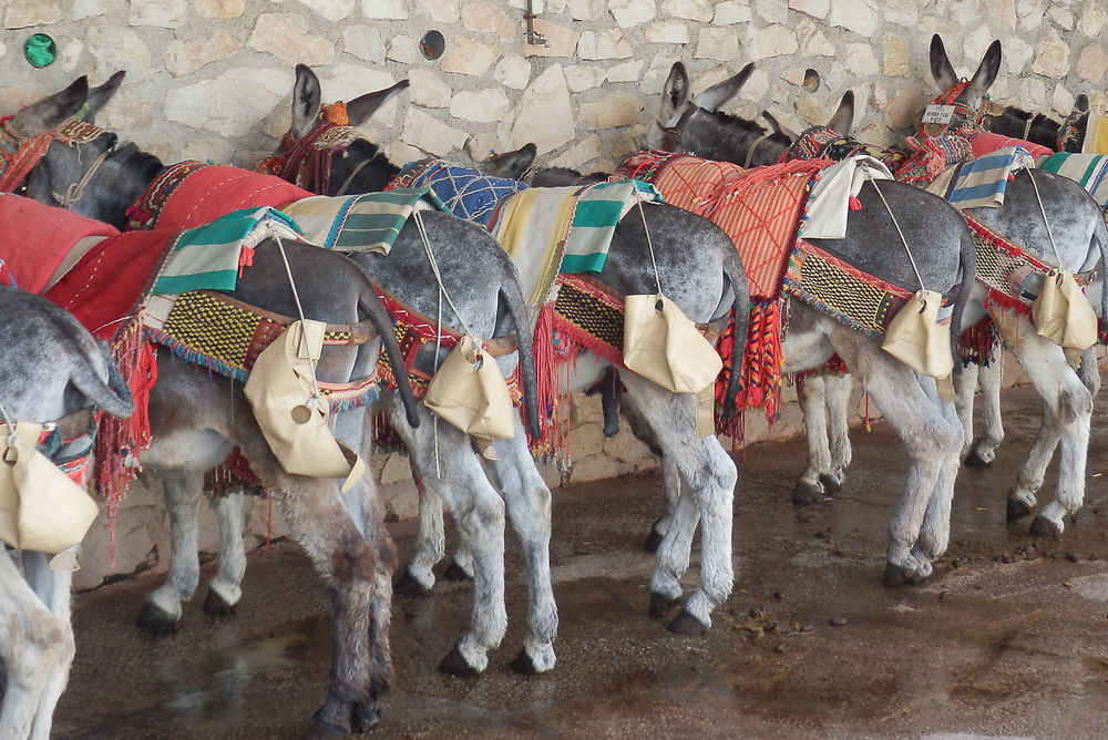 Ânes taxi 