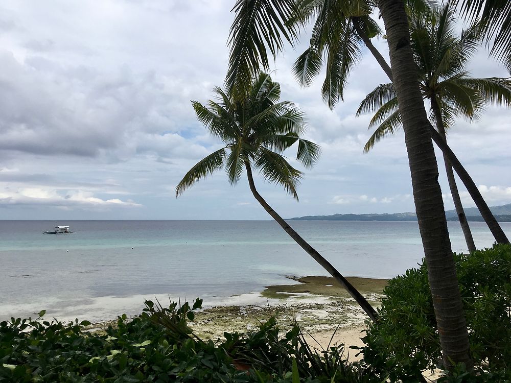 Boat and palm trees