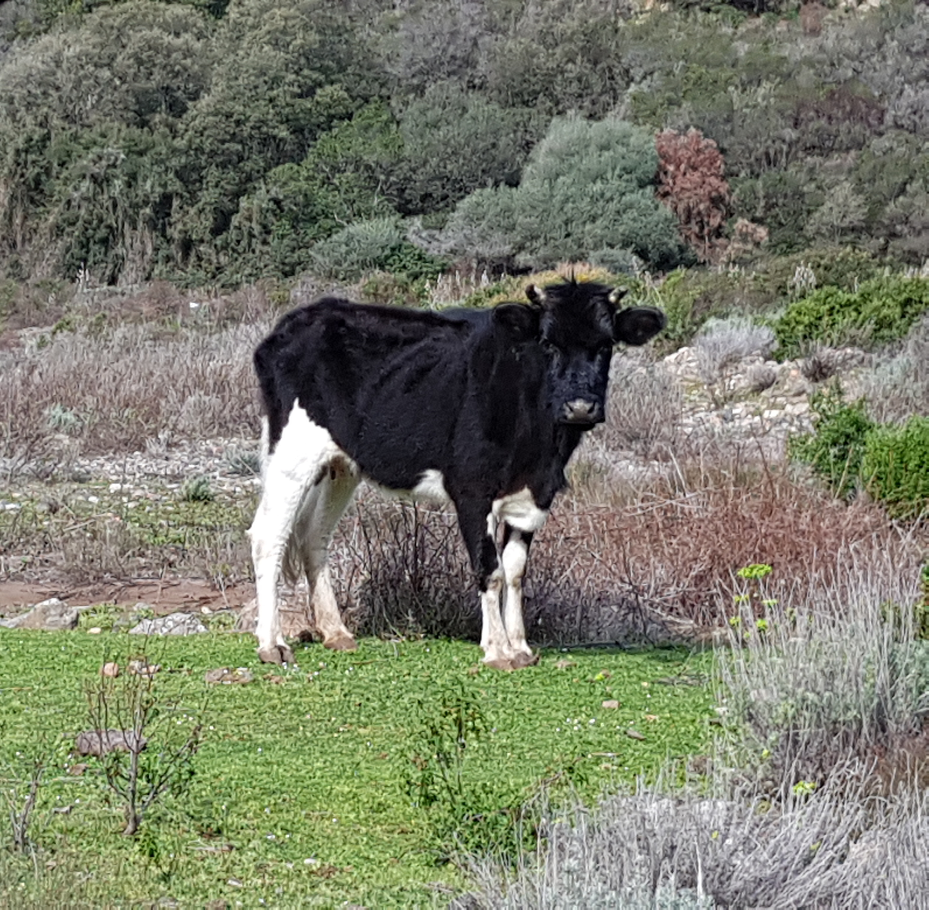 Vache Corse Vache Corse
