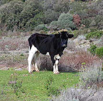 Vache Corse
