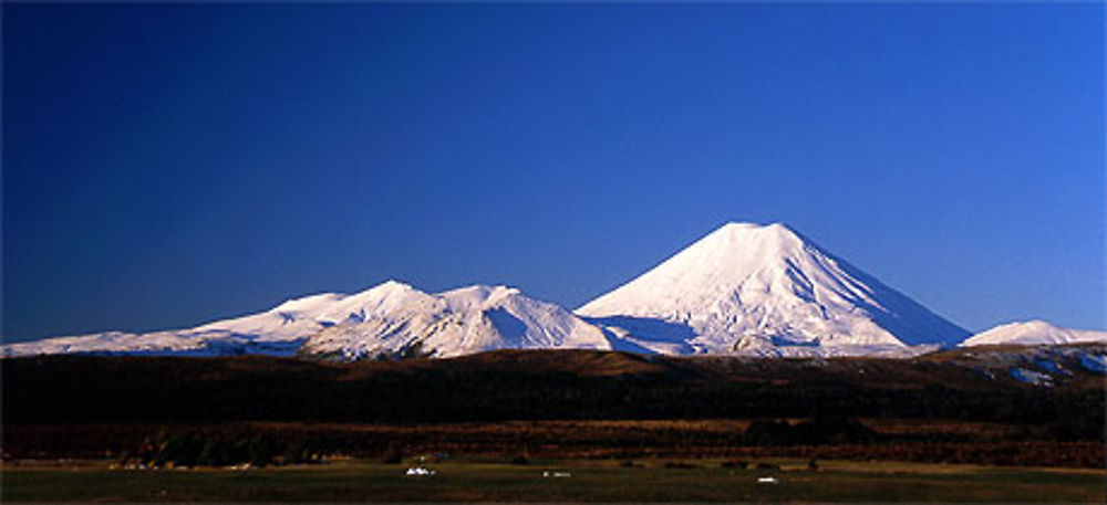 Chameau sous la neige