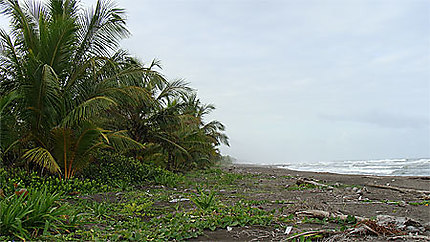 Caribe Tortuguero