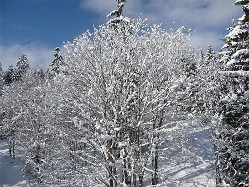 Arbre sous la niege