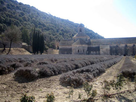Lavandes de l'abbaye de Senanque Lavandes de l'abbaye de Senanque