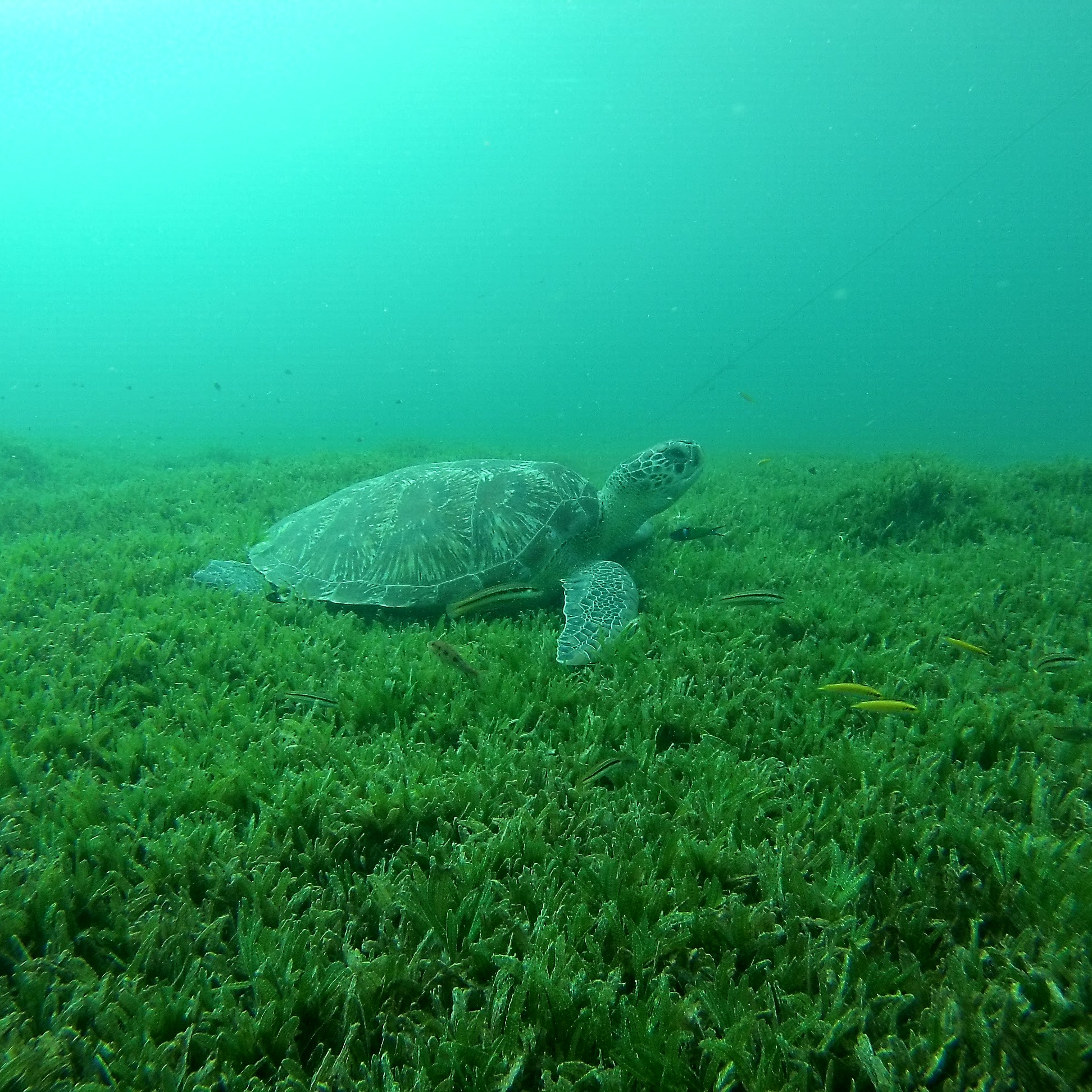 Tortue marine à l'Anse Dufour