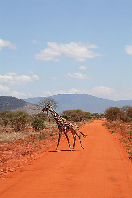 Girafe au Tsavo Est
