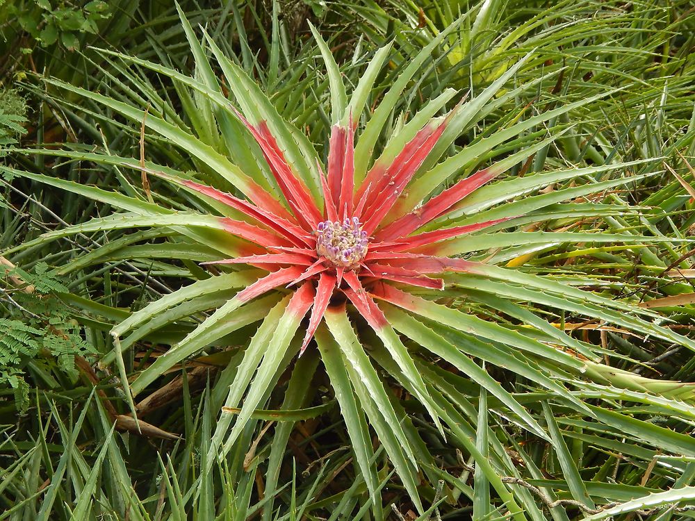 Cactus - Montecano