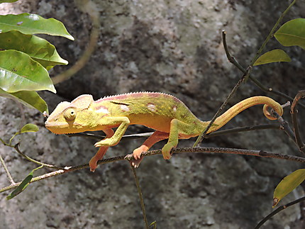 Caméléon de Madagascar