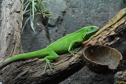 Zoo - Cotswold Wildlife - Burford