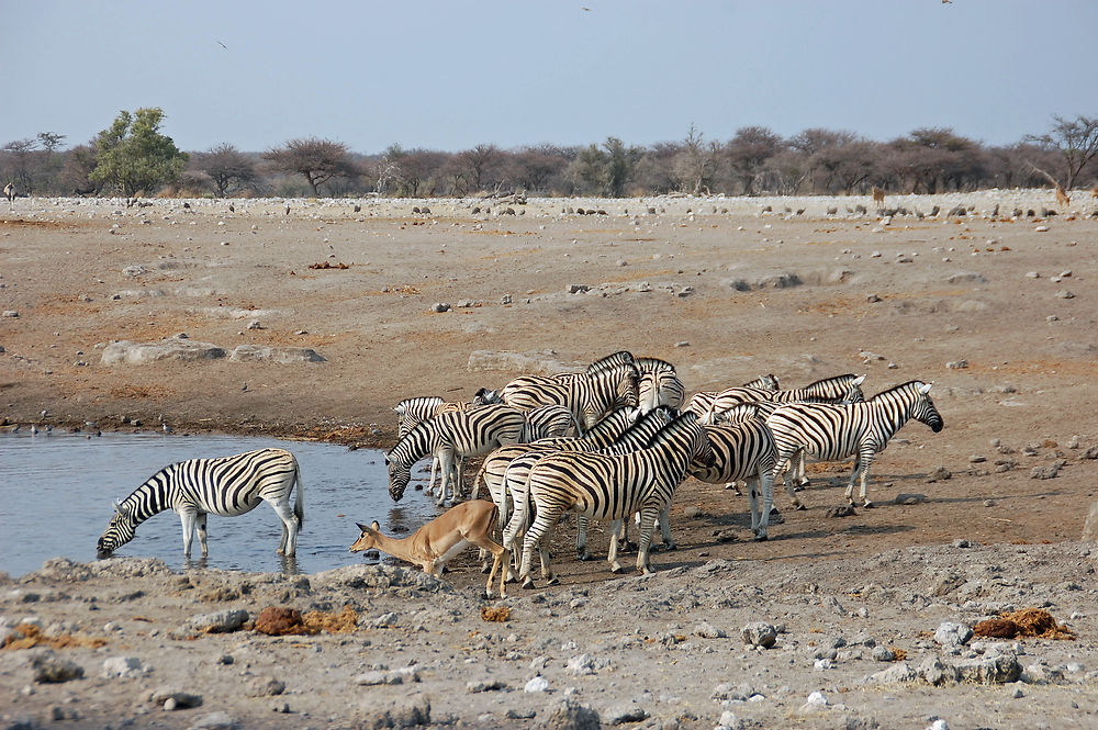 Point d'eau à Etosha