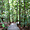 Promenade dans le parc Taman Negara