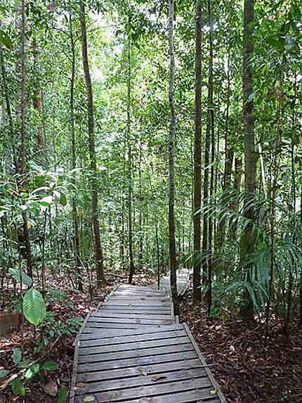 Promenade dans le parc Taman Negara