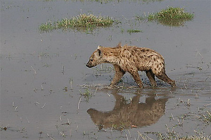 Hyène dans las marais