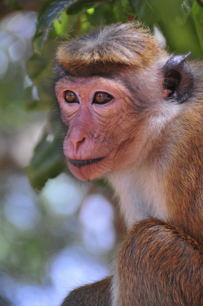 Singe de Sigiriya Singe de Sigiriya