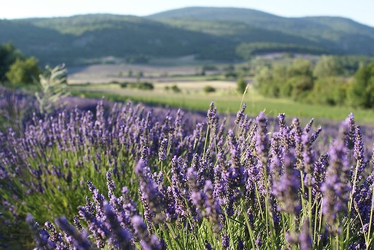 Provence - Sur le chemin des lavandes, dans le Vaucluse