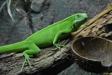 Zoo - Cotswold Wildlife - Burford