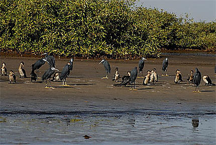 Jeunes cormorans et aigrettes noires