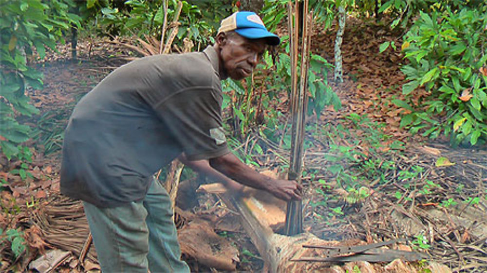 Extraction du bangui