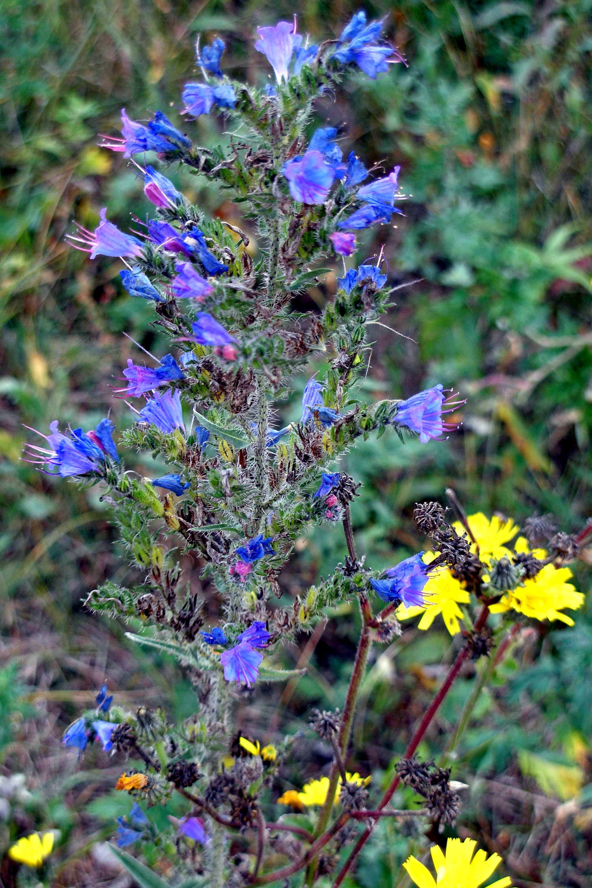 Fleurs d'automne Fleurs d'automne