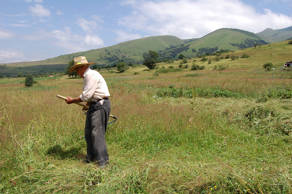 Sourèn dans son pré