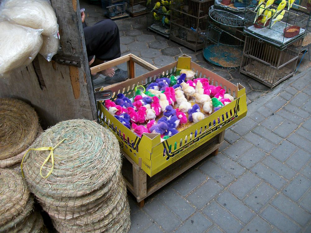 Poussins multicolores