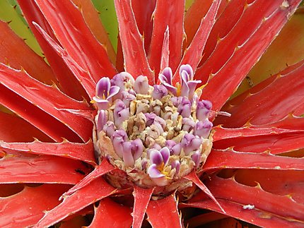 Fleur de cactus - Montecano