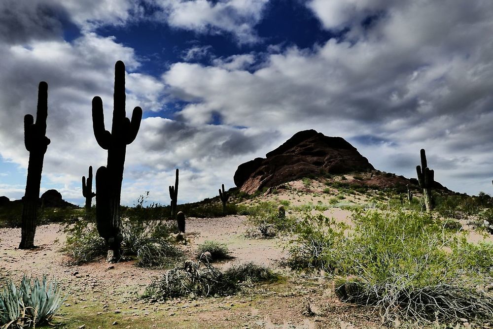 Désert de Sonora près de Phoenix