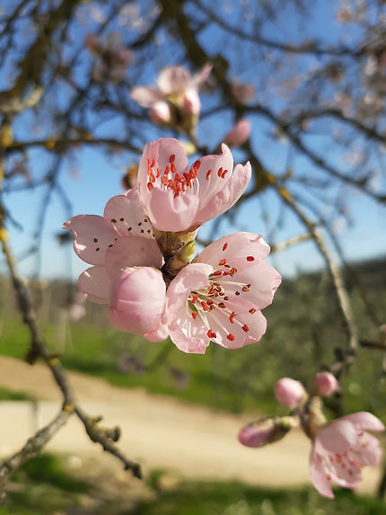 Fleur d'abricot