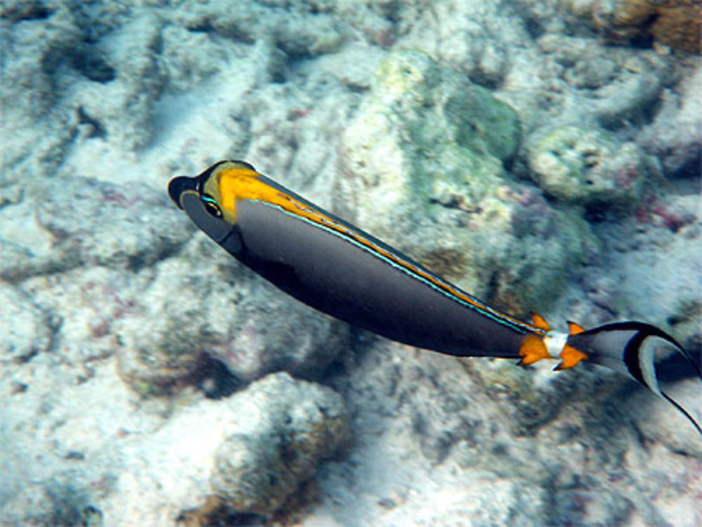 Poisson des Maldives...