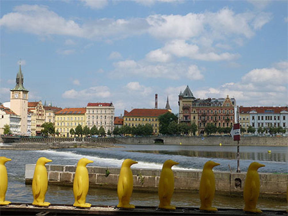 Les pingouins de la Vltava