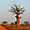 Baobab à Tsavo Ouest