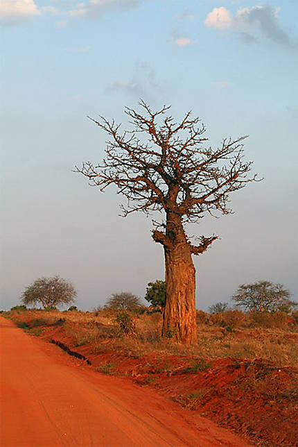 Baobab à Tsavo Ouest