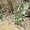 Cactus à Pushkar