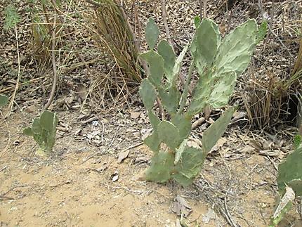 Cactus à Pushkar