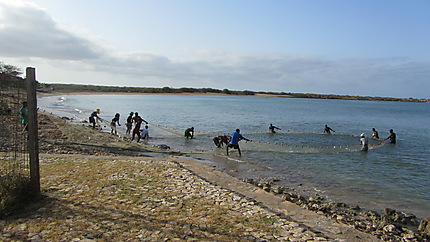 Pêche aux chinchards baie de Calheta île de Maio