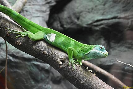 Zoo - Cotswold Wildlife - Burford