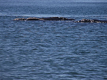 La sieste des baleines