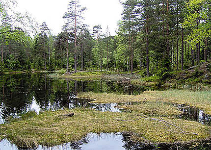 Forêt derrière le lac de Sognsvann