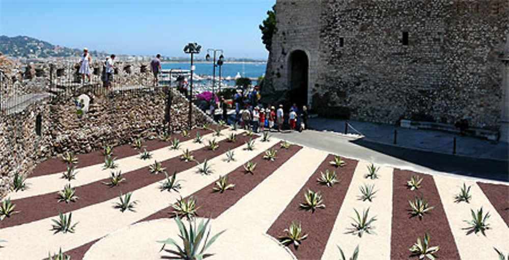 Parterre de Cactus