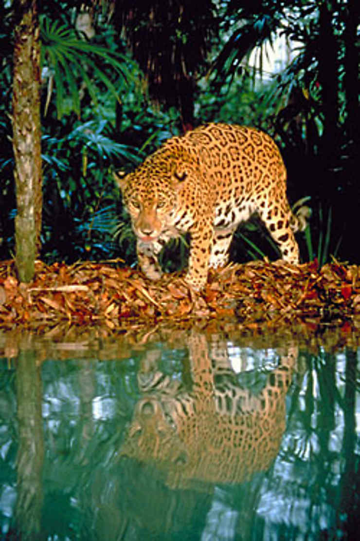 Jaguars, singes hurleurs, aras et orchidées