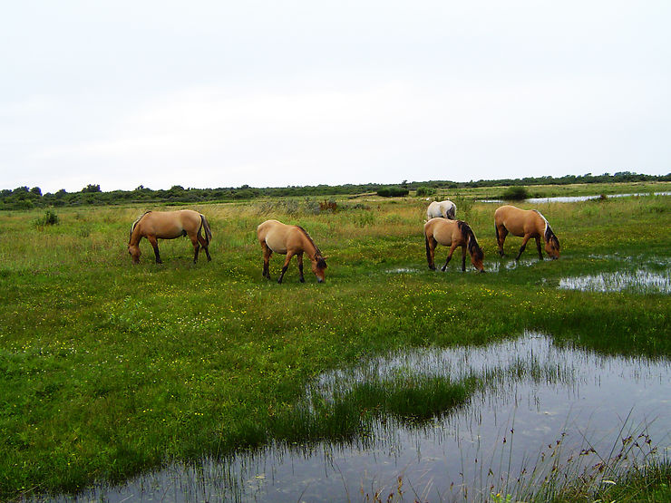 Le marais du Crotoy et ses drôles de chevaux - Somme (Picardie)
