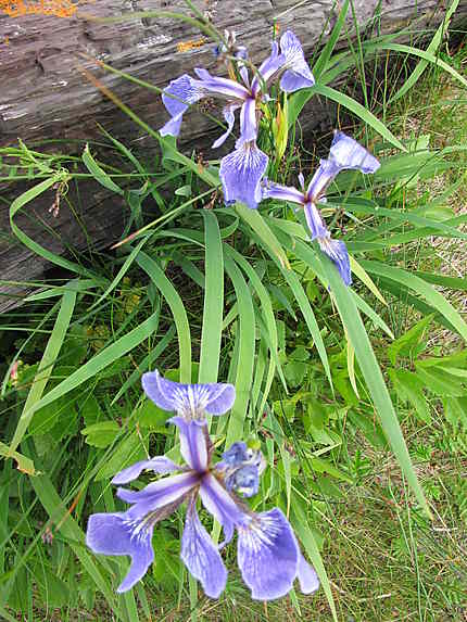 Iris à Rivière-du-Loup
