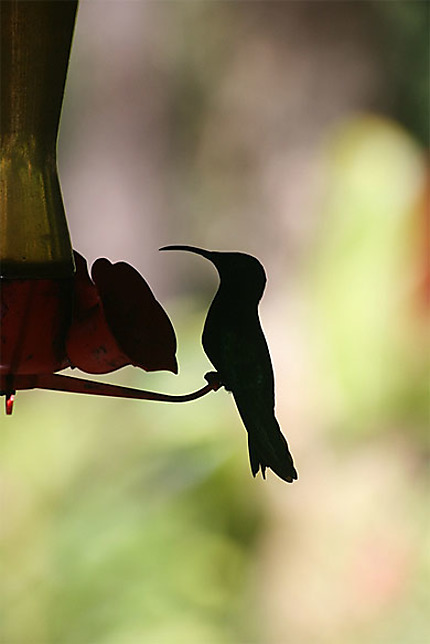 Le colibri madère