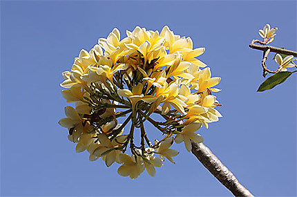Fleur de frangipanier