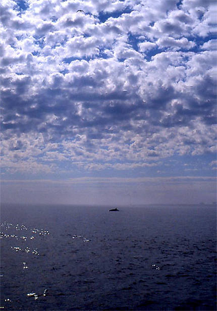 Une Baleine à l'aube sur le St.Laurent