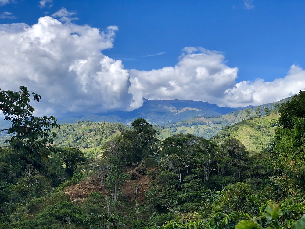 Vue de la Finca de Buenos Aires à Salento