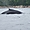 Baleine Bleue sur le Saint Laurent au Quebec
