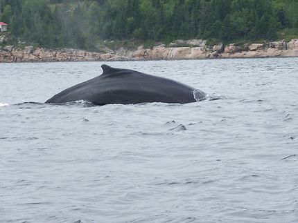 Baleine Bleue sur le Saint Laurent au Quebec