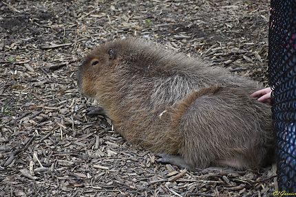 Zoo - Cotswold Wildlife - Burford