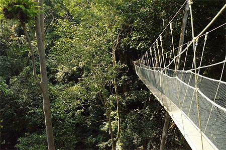 Canopy Walkway Canopy Walkway
